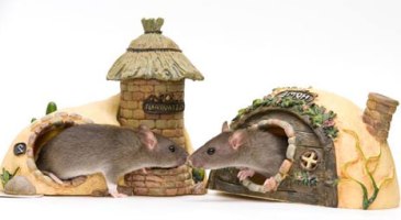 Содержание декоративных крыс